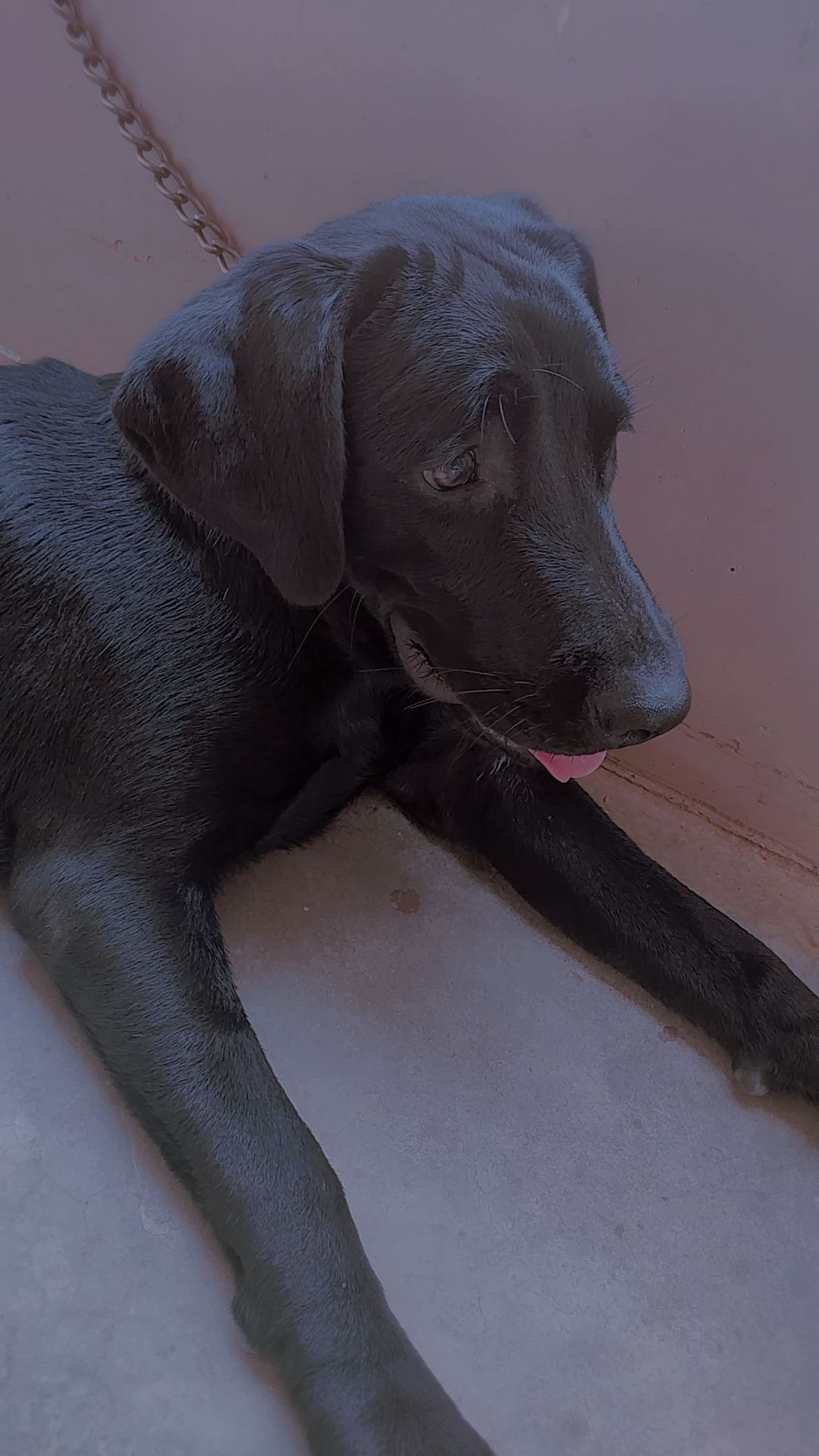 Labrador